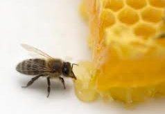 Cách dùng mật ong tốt cho sức khỏe 1