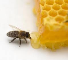 cách dùng mật ong