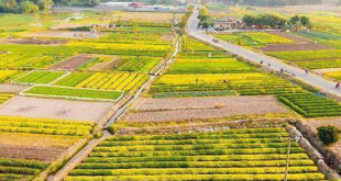 Ngắm trọn bộ ảnh cánh đồng dược liệu đẹp mê ly tại Hưng Yên 8