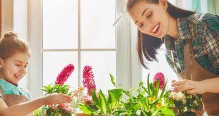 14 loại cây trồng trong nhà tốt cho sức khỏe 46