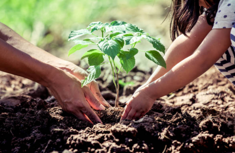 trồng cây bảo vệ môi trường