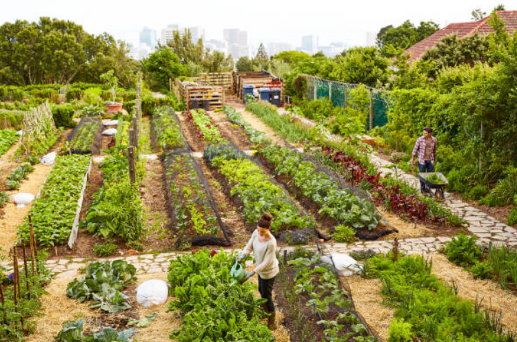 tự trồng thực phẩm hữu cơ