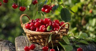 7 tác dụng của quả cherry khiến bạn muốn ăn thử ngay 3