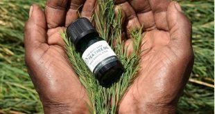 Gocnhineva giải đáp chi tiết về vấn đề Tea Tree Oil The Body Shop có tốt không - Góc Nhìn Đông Y 17