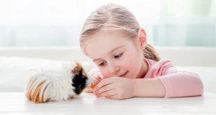 Cho con nuôi thú cưng: Cẩn trọng với 10 loại vật này trước khi mua 11