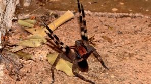 Top 3 Loại nhện nguy hiểm nhất thế giới có thể bạn chưa biết